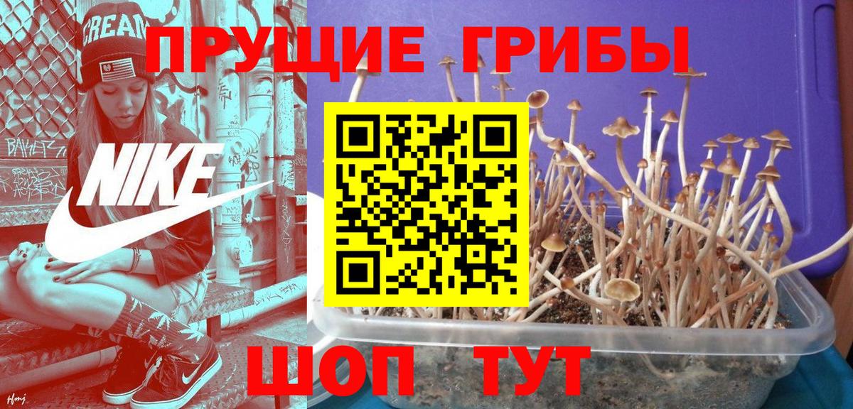 Псилоцибиновые грибы Psilocybe Волоколамск